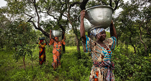 Le Karité au Ghana