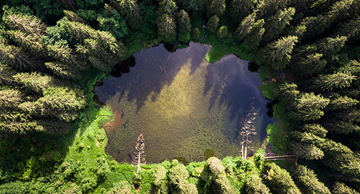 Moi, la Forêt